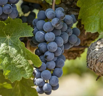 Uva Trepadoras Fruit Seeds for Growing Sweet and Elegant Grapevines