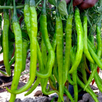 Chili Brazilian Seeds for Planting, Green