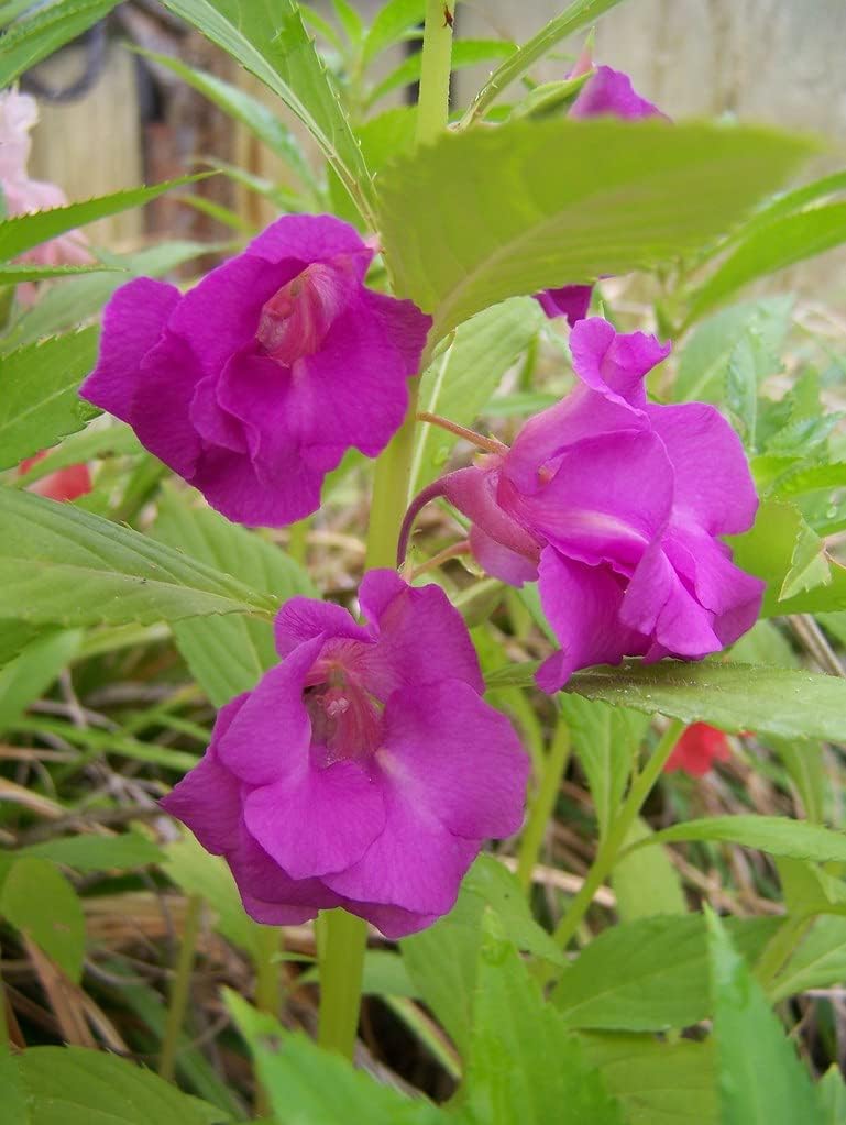 Heirloom Non-GMO Purple Balsamine Flower Seeds for Garden Planting ƒ?? Vibrant Summer Blooms for planting in your garden.