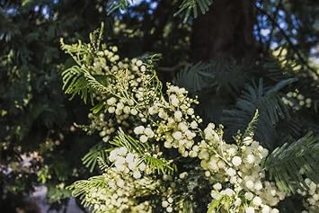 Mimosa Flower Seeds for Planting - 100 pcs