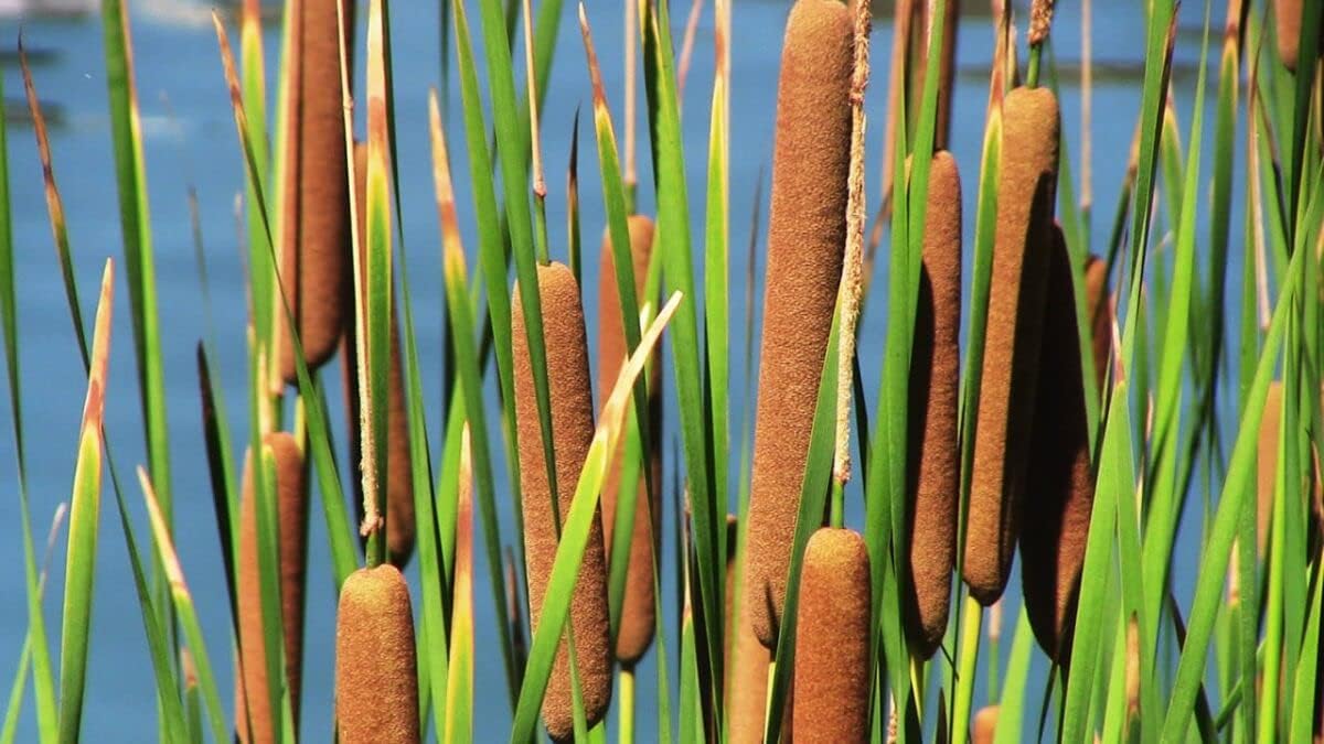 Cattail Plant Seeds Heirloom Non GMO Planting - 100 pcs for planting in home garden
