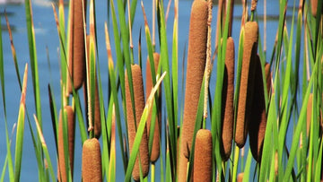 Cattail Plant Seeds Heirloom Non GMO Planting - 100 pcs