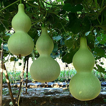 Giant Bottle Gourd Vegetable Seeds