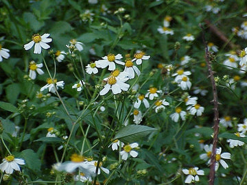 Spanish Needles Flower Seeds – Heirloom Non-GMO Seeds for Garden Planting