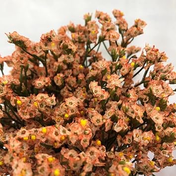 Organic Limonium Sinuatum Flower Seeds for Planting ƒ?? Heirloom, Non-GMO