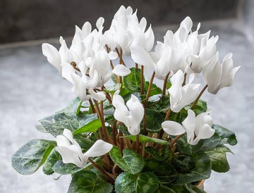White Cyclamen Flower Seeds for Planting-100 pcs