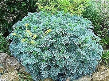 Ruta Graveolens Seeds Scientific Name Placeholder for planting in home garden