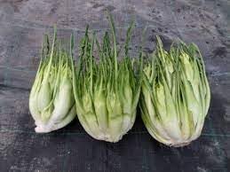 Chicorée Catalogne Plant Seeds for Planting - 100 Pcs pcs