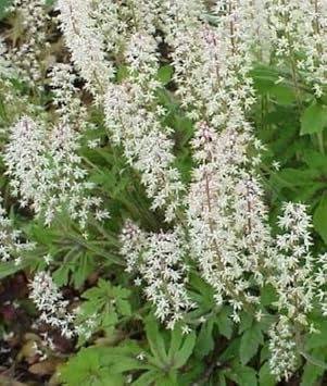 White Tiarella Foam Flower Planting Seeds for Garden NON GMO Seeds