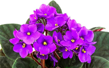 African Violet Flower Seeds â€“ Heirloom, Non-GMO Seeds for Planting Indoor Blooming Plants