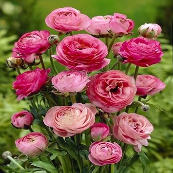 Ranunculus Persian Buttercup flower Seeds for Planting - heirloom and Non-GMO garden seeds for planting in your garden.