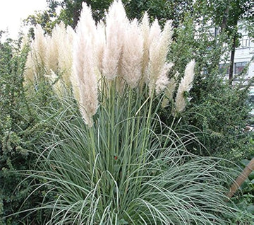 White Pampas Grass Seed