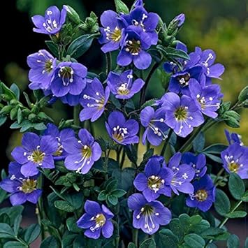 Blue Polemonium Flower Seeds for Planting, Fresh, 100 pcs