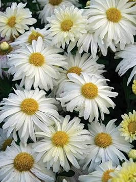 Heirloom Non-GMO White & Yellow Chrysanthemum Flower Seeds for Bright Garden Displays and Seasonal Planting