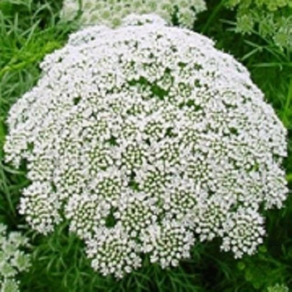 Lace Flower Seeds for Planting, 100 pcs seeds for planting in home garden