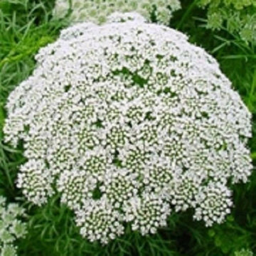 Lace Flower Seeds for Planting, 100 pcs