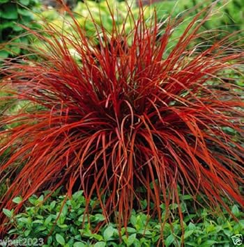 Red Uncinia Firedance Plant Seeds for Planting - NON GMO Seeds