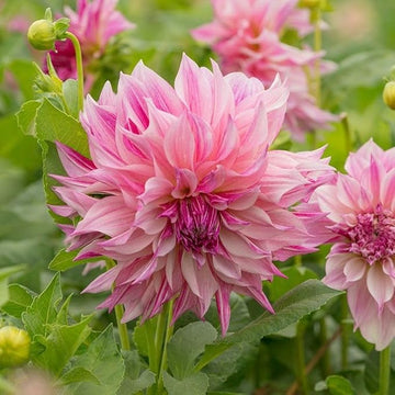 Heirloom Light Pink Dahlia Flower Seeds for Planting â€“ Non-GMO, Stunning Blooming Flower Seeds