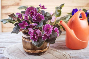 Purple African Violet Flower Seeds for Planting 100 Pcs pcs