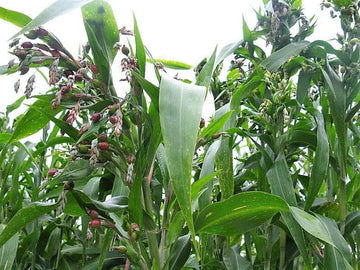 Job's Tears Grain Seeds for Planting - NON GMO Seeds