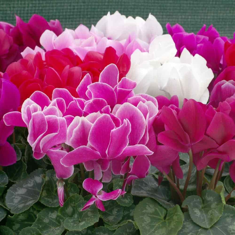 Persicum Flower Seeds for Planting - 100 pcs for planting in your garden.