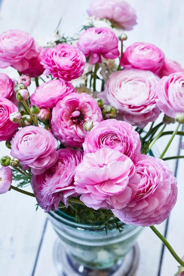 Ranunculus Baby Pink Flower Seeds – Heirloom Non-GMO Seeds for Garden Planting