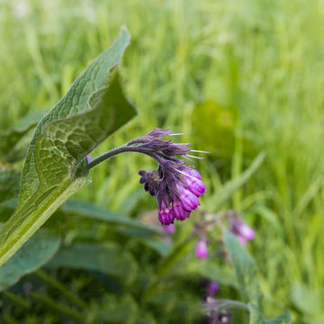 Heirloom Non-GMO Trichoglottis Flower Seeds for Planting – Rare Exotic Orchid Blooms