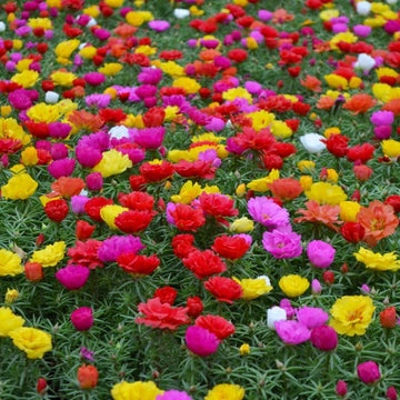 Mixed Portulaca Rose Flower Plant Seeds for Planting - Non-GMO Heirloom Garden Seeds