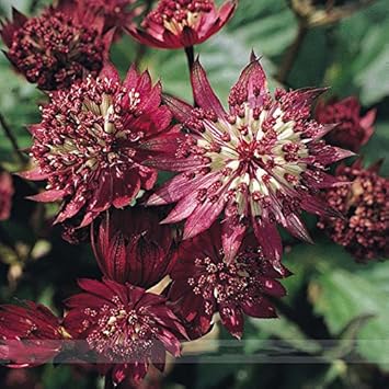 Organic Maroon Astrantia Flower Seeds for Planting – Heirloom, Non-GMO