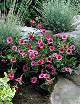 Pink Miss Willmott Flower Seeds for Planting - 100 Pcs pcs