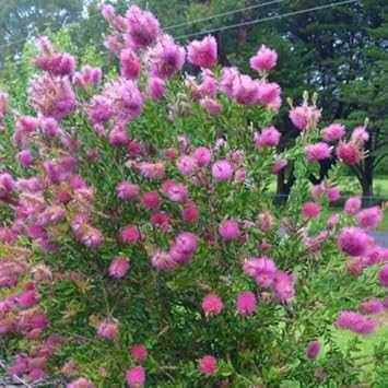 Pink Bottle Brush Flower Seeds for Planting, 100 pcs