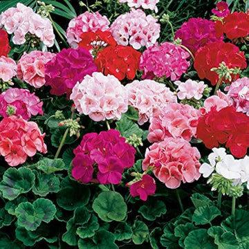 Mixed-Leaf Geranium Heirloom Non-GMO Planting Seeds