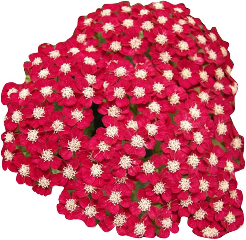 Red Achillea Flower Seeds for Planting - 100 pcs for planting in your garden.