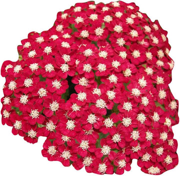 Red Achillea Flower Seeds for Planting - 100 pcs