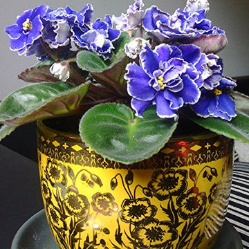 Violet Matthiola Incana Planting Seeds for Garden NON GMO Seeds