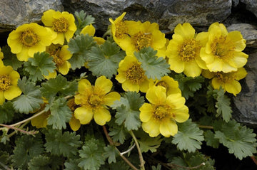 Geum Reptans Flower Seeds – Heirloom Non-GMO Seeds for Rock Garden and Alpine Planting