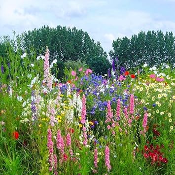 Heirloom Non-GMO Lavender Flower Seeds Mixed Colors for Garden Planting – Aromatic Floral Blend