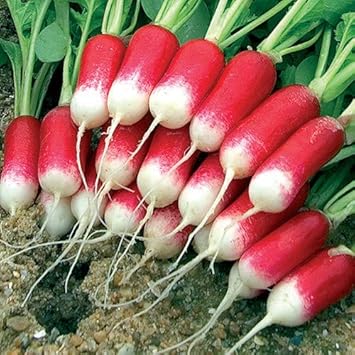 Red White Radish Seeds for Planting heirloom & Non-GMO Seeds