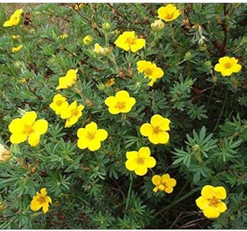Yellow Cinquefoil Flower Seeds for Planting ƒ?? Organic, Heirloom, Non-GMO