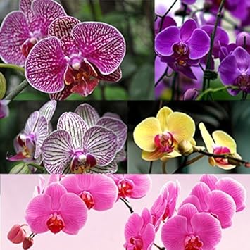 Phalaenopsis Orchid Flower Seeds Multi-Colored for Planting - NON GMO Seeds