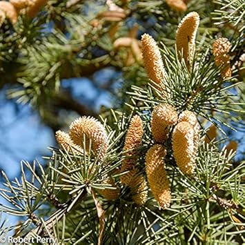 Cedrus Deodara Tree Seeds for Planting - NON GMO Seeds