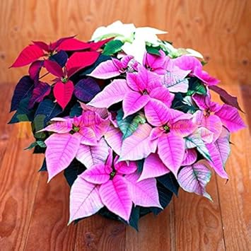 Mixed Poinsettia Flower Seeds - 100 pcs for planting in your garden.