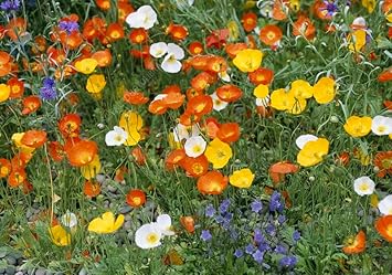 Nudicaule Flower Seeds for Planting, Heirloom, Non-GMO, 100 pcs for planting in home garden