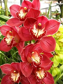 Red Cymbidium Orchid Seeds - Heirloom Non-GMO Planting Flower Seeds