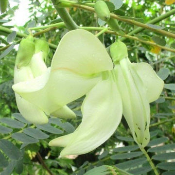 Heron Flower Seeds for Planting, NON GMO Seeds