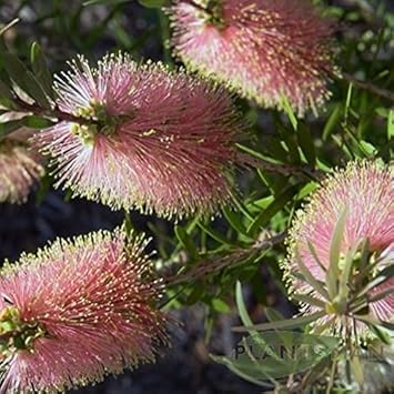 Pink Champagne Callistemon Flower Seeds for Planting NON GMO Seeds