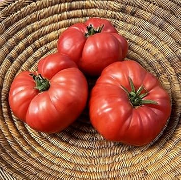Tomato vegetables seeds - 100 Pcs pcs