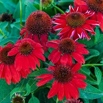 Heirloom Red Echinacea Coneflower Seeds for Planting - Non-GMO Garden Seeds
