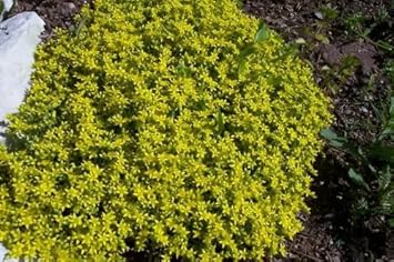 Yellow Stonecrop Flower Seeds for Planting, 100 pcs