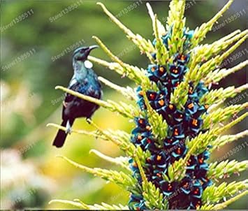 Organic Violet Sapphire Tower Plant Seeds for Planting ƒ?? Heirloom, Non-GMO